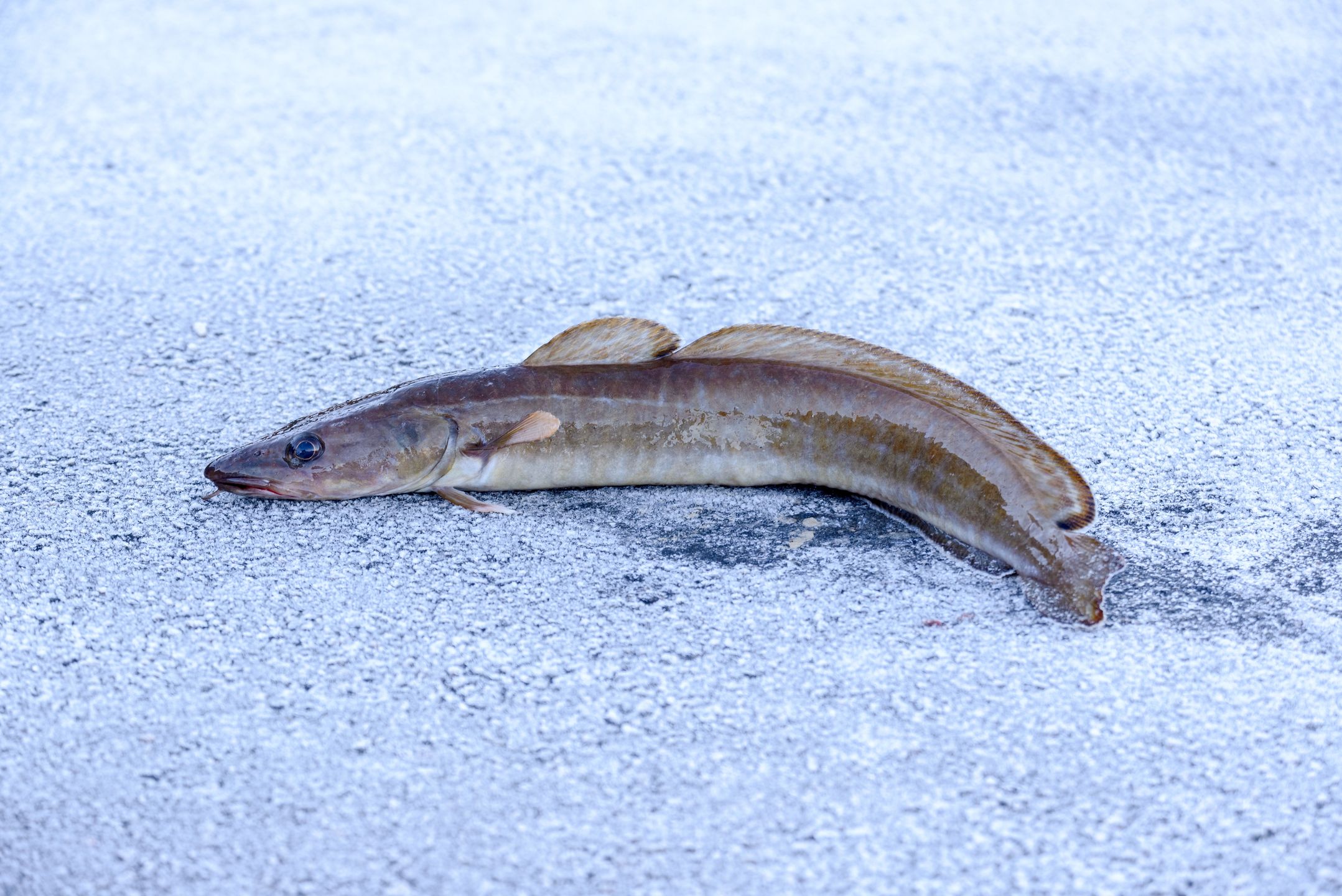 Molwa może osiągać nawet 2 metry długości