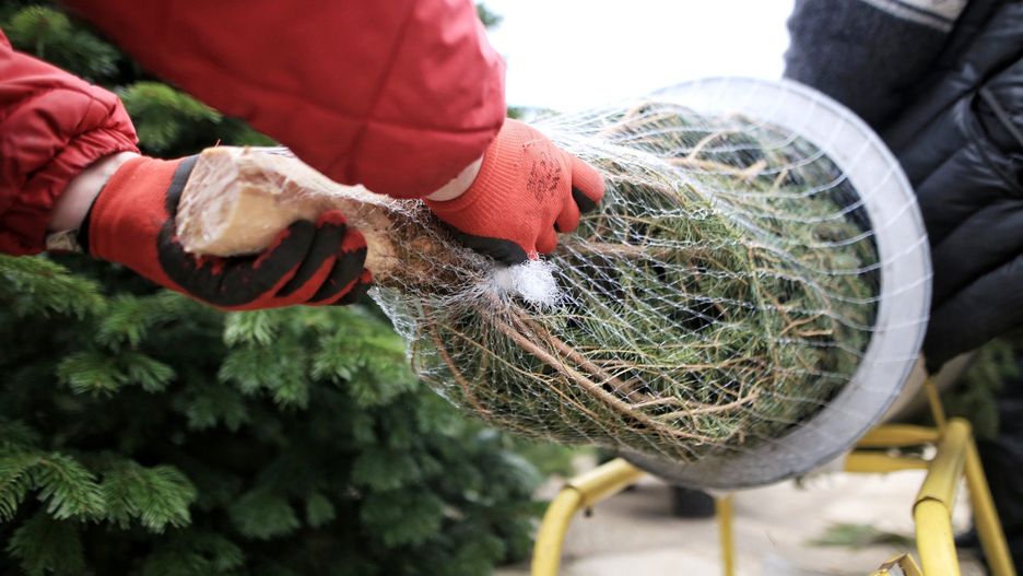 czlowiek z choinka w tramwaju , sprzedaz choinek , choinki na swieta