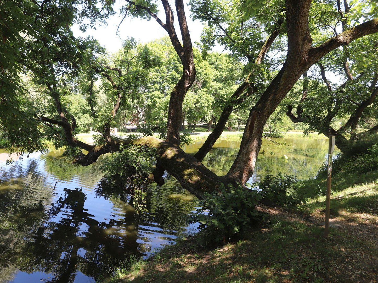 Pień drzewa na wysokości około metra wygina się niemal poziomo, tworząc naturalną &#34;ławę”, z której korzystali przez lata mieszkańcy.