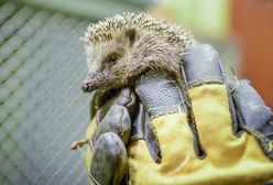 To ogłoszenie o pracę robi furorę w sieci. 120 tys. zł rocznie za opiekę nad jeżami