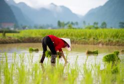 Zmiany klimatyczne nas dobijają. Azjatycki spichlerz ryżowy wysycha