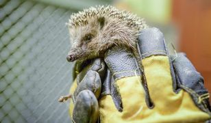 To ogłoszenie o pracę robi furorę w sieci. 120 tys. zł rocznie za opiekę nad jeżami