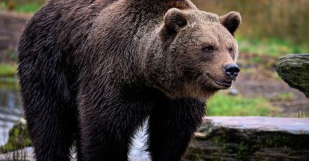 Trwa obława na niedźwiedzia. Agresywne zwierze stwarza zagrożenie