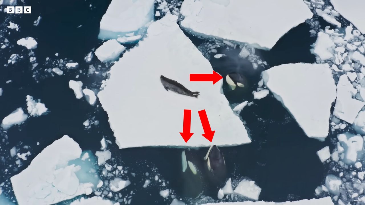 Foka nie miała szans z orkami. Zrzut ekranu z programu "Frozen Plent II".
