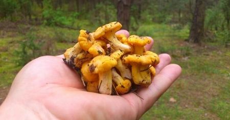 Pani Ewa wybrała się na grzyby. "Królują kurki"