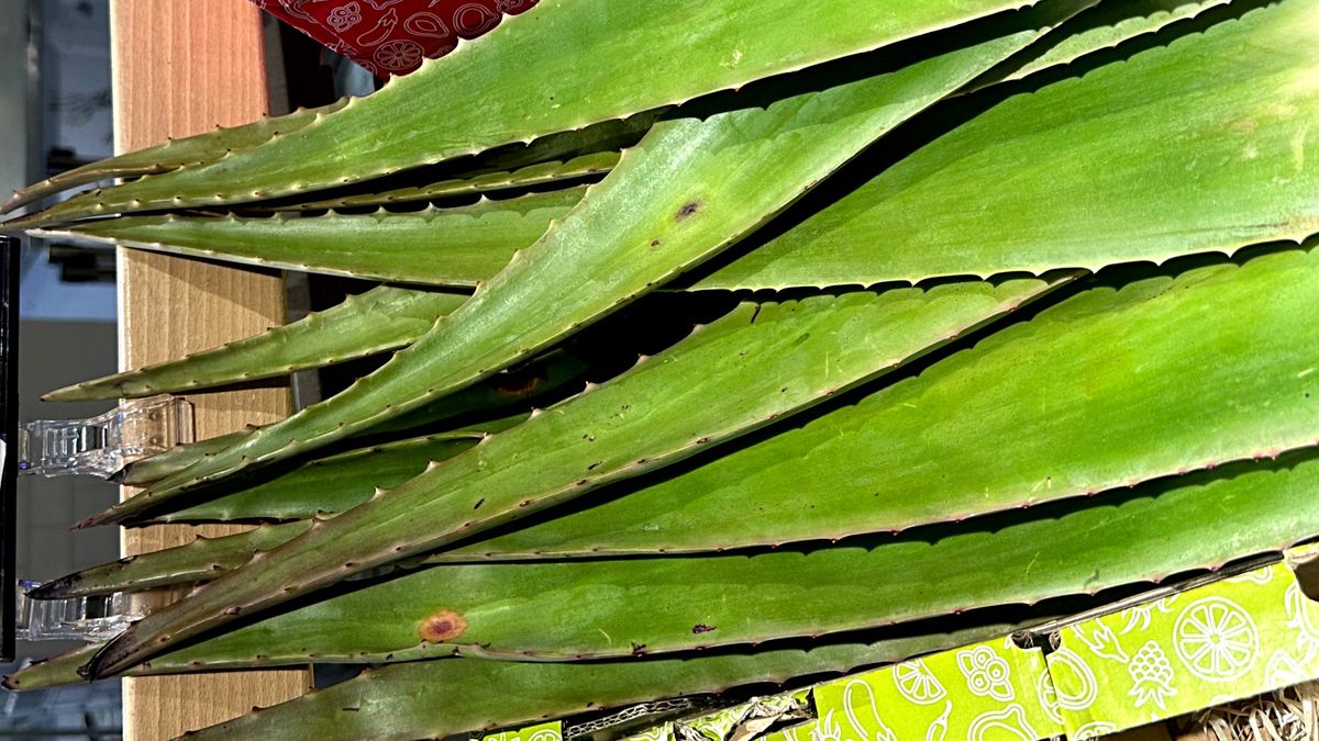 Aloes w 99 procentach składa się z wody.