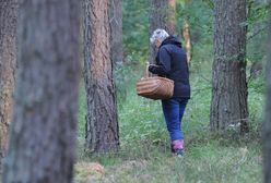"Pierwszy taki rok". Co się dzieje z grzybami?
