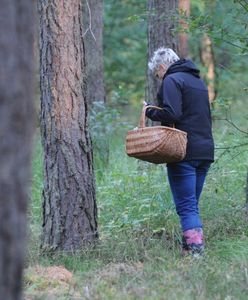 "Pierwszy taki rok". Co się dzieje z grzybami?