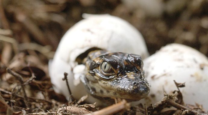 Olśniewająca Ameryka: Południowy Zachód
