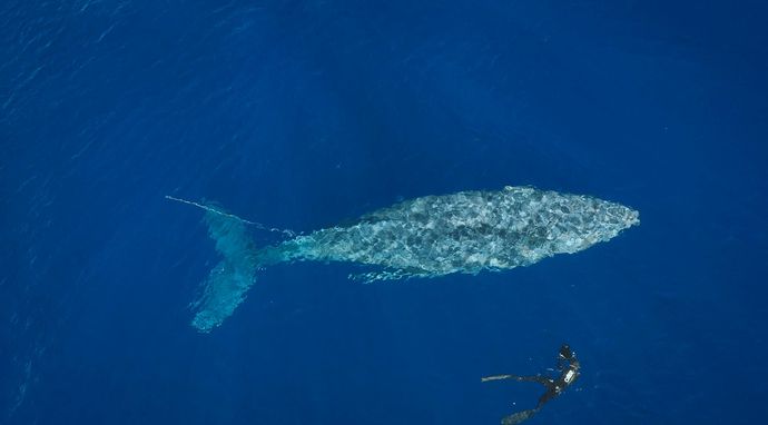Niezwykłe wędrówki zwierząt