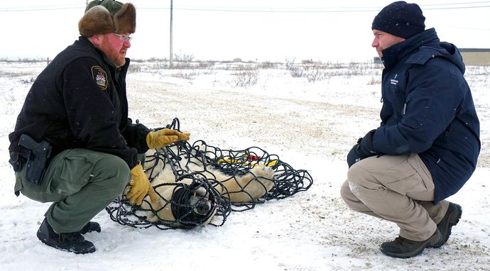 Weterynarze w Arktyce