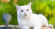 Koty – jaką rasę wybrać? Kot brytyjski, szkocki, syjamski i inne