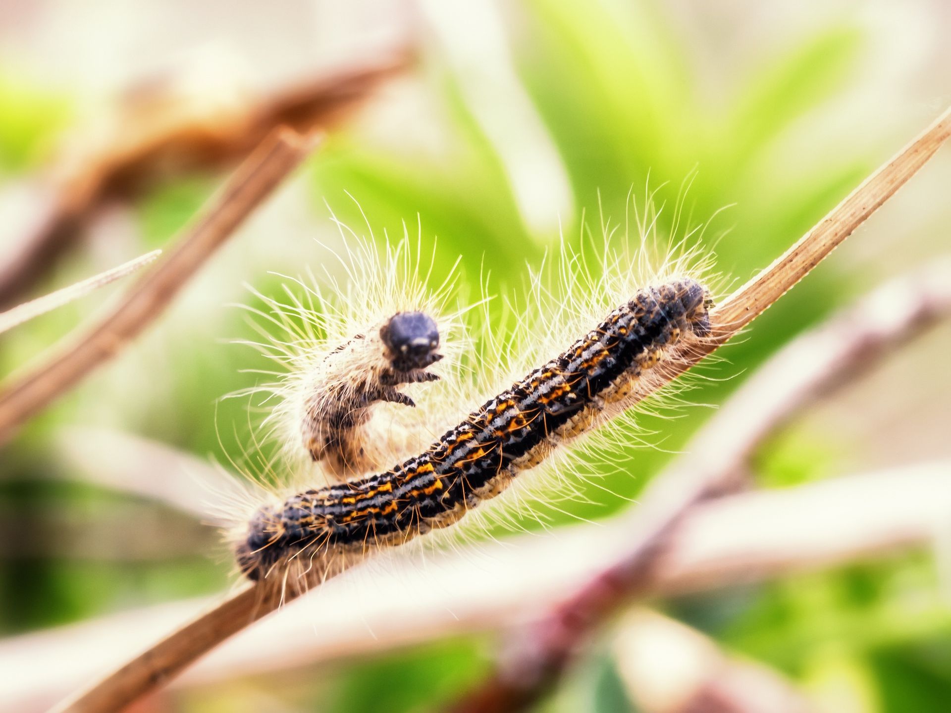 Oak ProcessionaryDangerous and Poisonous Caterpillar of the Oak Processionary. Toxic Hair. Macro with shallow depth of fieldAndreas_ZerndlPoisonous, Toxic Substance, Animal Hair, Danger, Macro, Caterpillar, Insect, Springtime, warm colors, April, Oak, Oak Processionary
