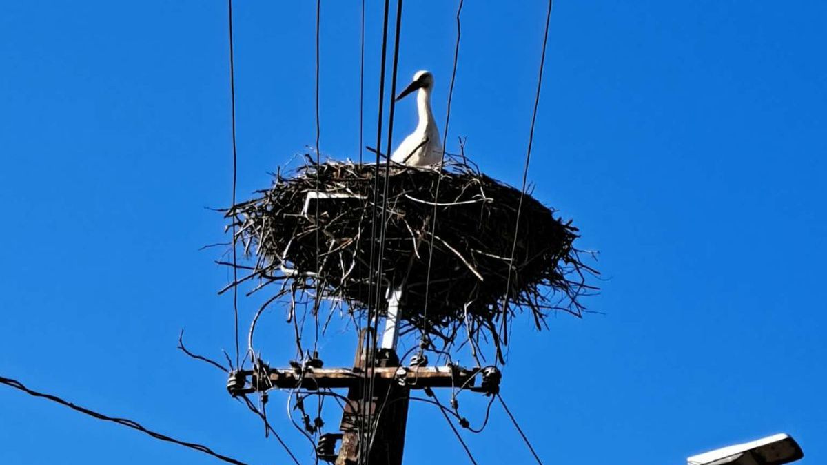 Pierwszy bocian pojawił się w Rudnikach