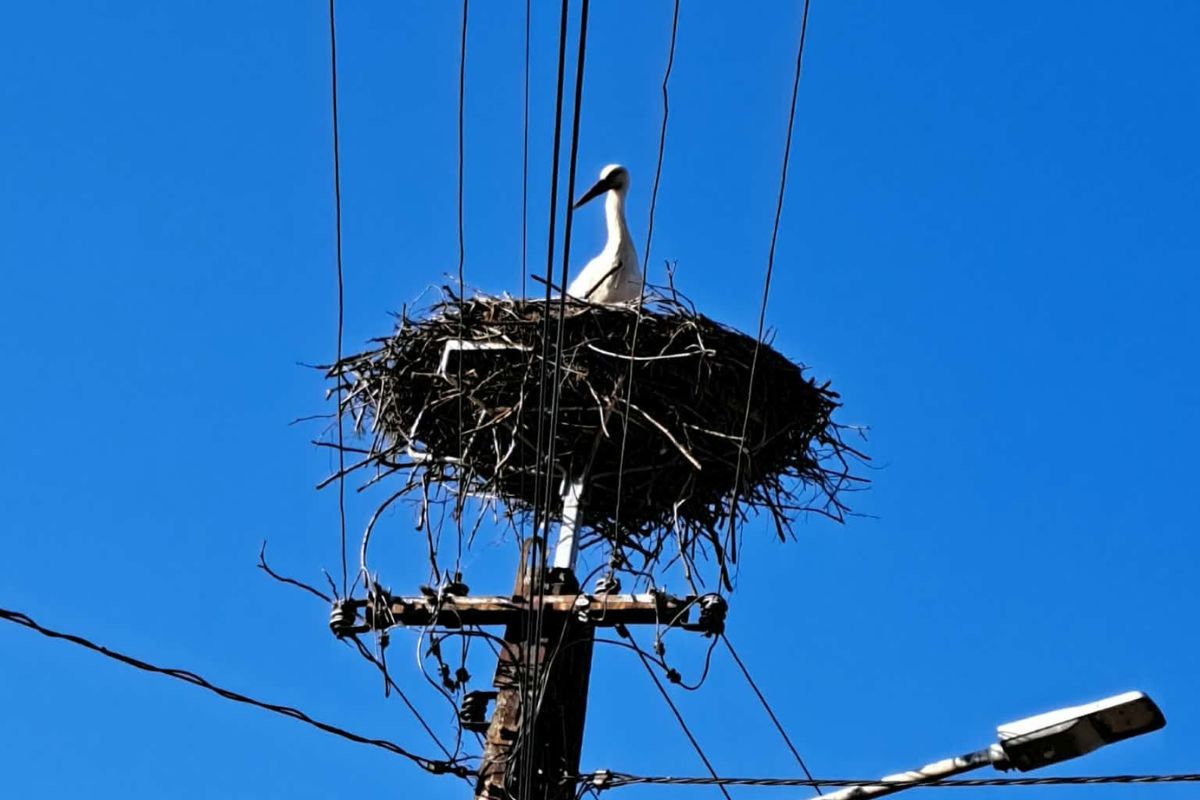 "Mamy go i my!" Leśnicy pękają z dumy. Wreszcie nadleciał