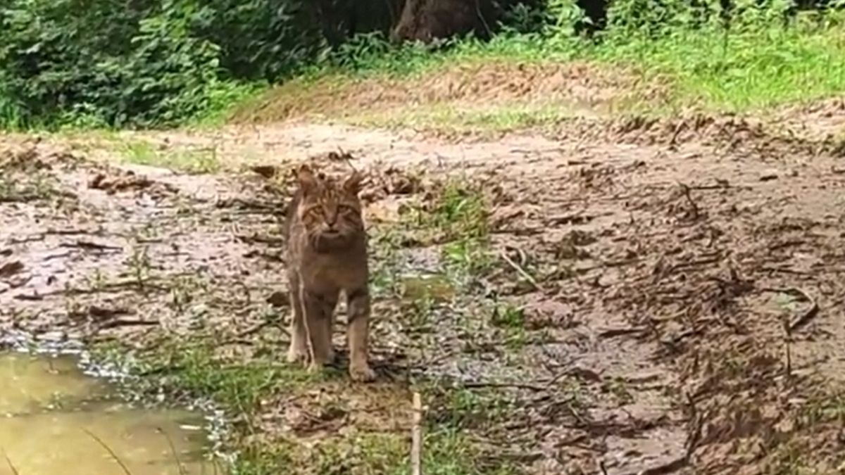 Żbik stanął oko w oko z leśnikiem w Bieszczadach, ale szybko uciekł 
