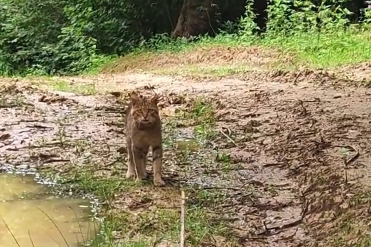 Nagrał go w Bieszczadach. Podszedł bardzo blisko