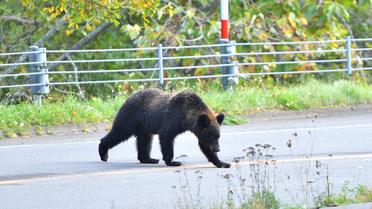 Niedźwiedzie stanowią poważne zagrożenie dla mieszkańców i turys