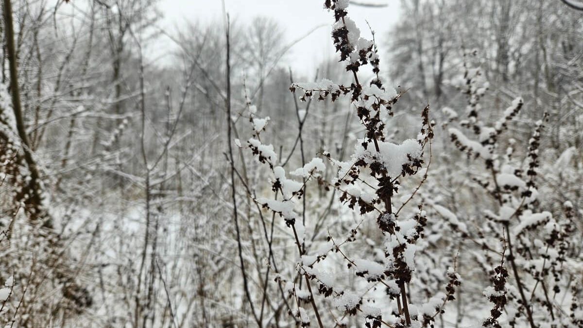 Śnieg przykrył rośliny