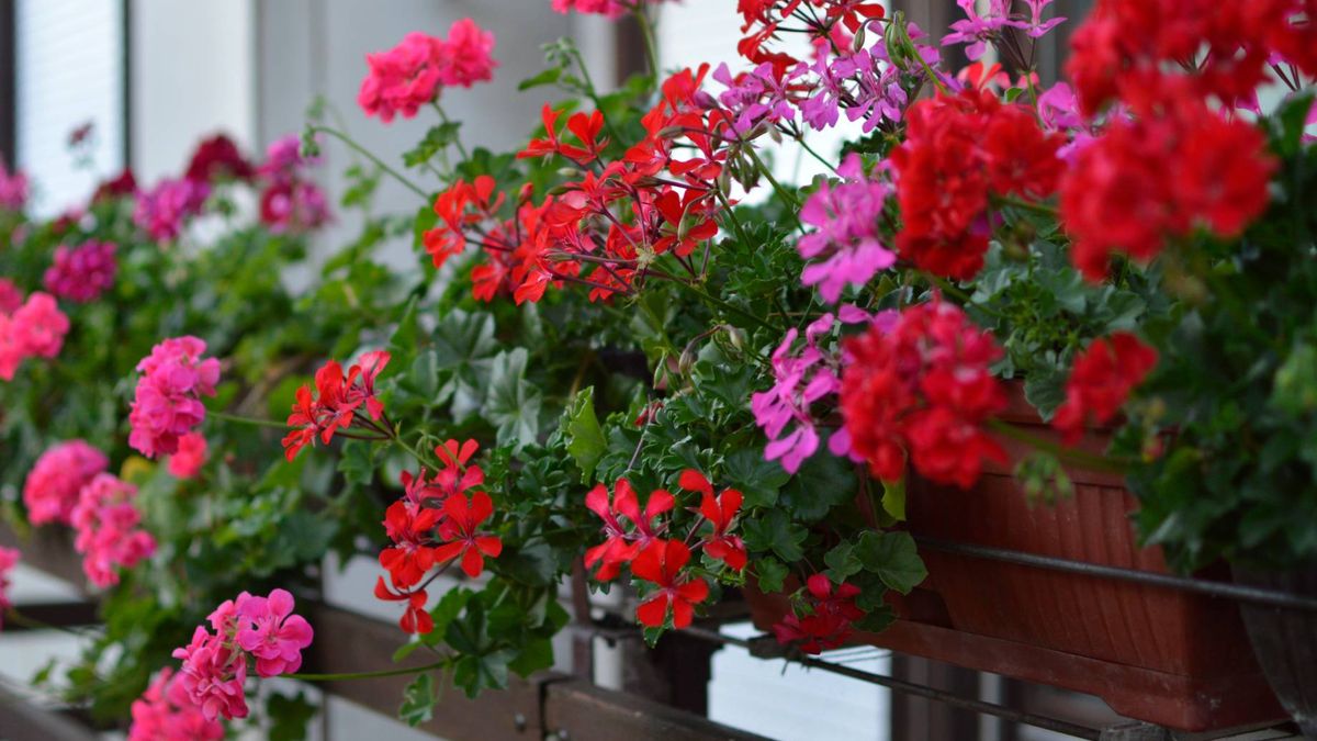 Jak zrobić domowy nawóz do pelargonii?