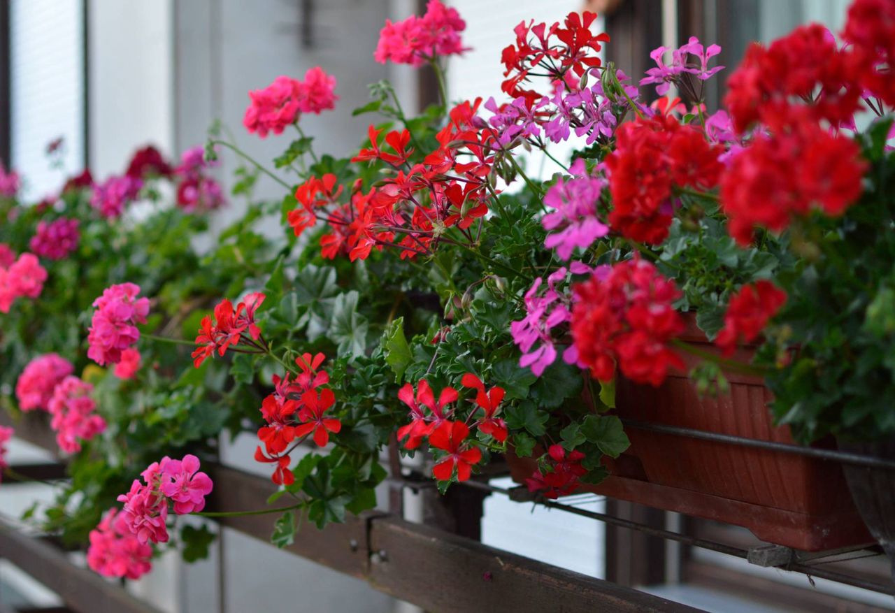 Wlej do pelargonii. Balkon będzie uginał się od kwiatów