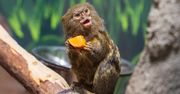 Pokazali zdjęcie z zoo. To najmniejsza małpka świata