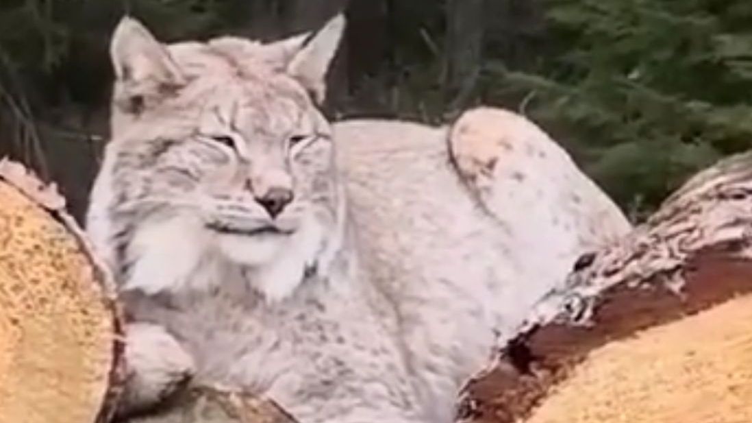 Ryś, który nie przestraszył się człowieka nagrany przez leśnika.