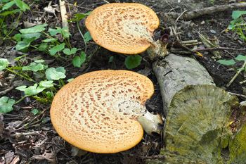 Weź koszyk i biegnij do lasu. Ma specyficzny zapach i wielu go omija, a jest pyszny