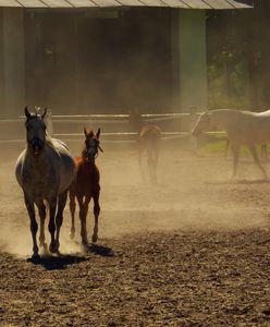 Ząbkowice Śląskie. Ktoś zastrzelił konia wartego niemal 0,5 mln zł. Policja bada sprawę