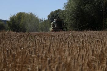 Poniżej 700 zł za tonę. Takiej ceny nie było od lat