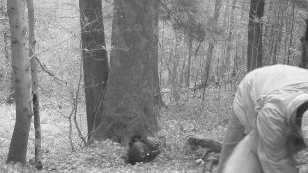 Tak wyglądał atak niedźwiedzia.