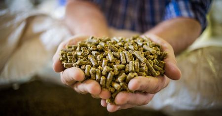 Produkują białko z owadów. Polska firma nie może opędzić się od zamówień