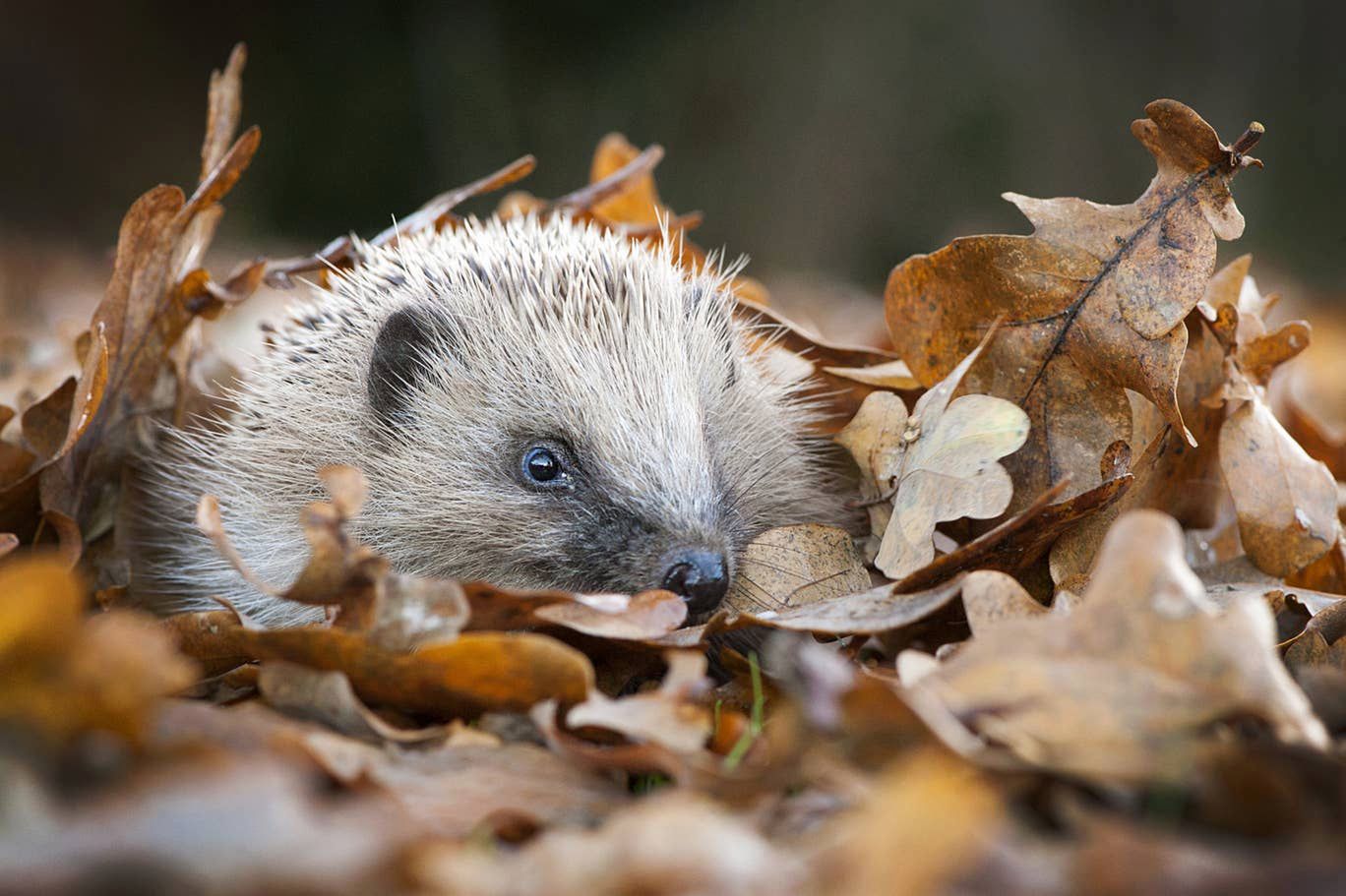 British Wildlife Photography Awards 2019: zdumiewające zdjęcia przyrody 7