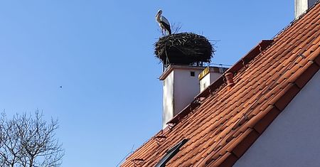 Pierwszy bocian w Żywkowie. Wiosna na całego!