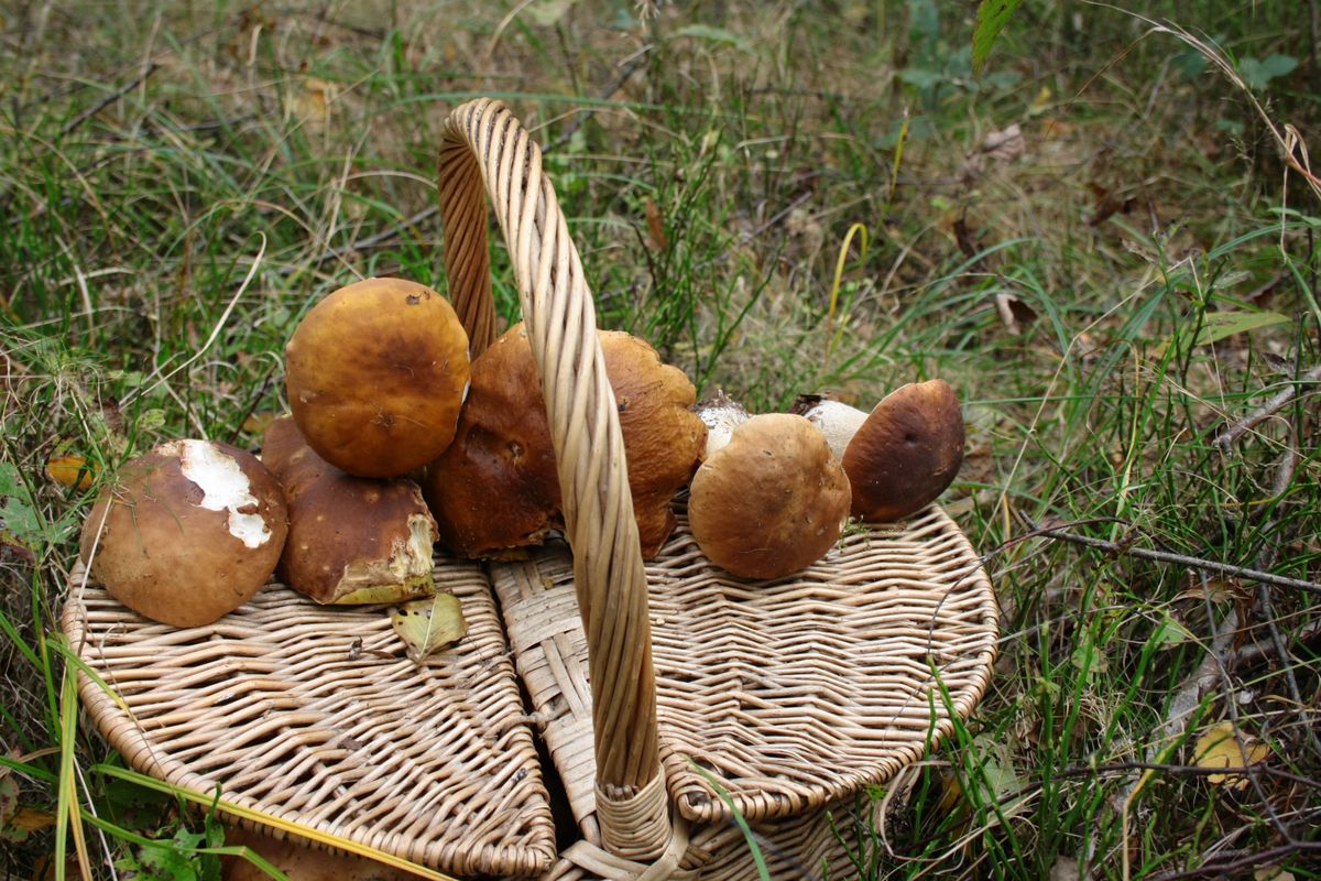 Polacy nie mogą doczekać się grzybów w lasach w całej Polsce 