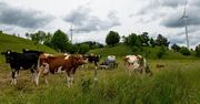 Kradzieże bydła na Podlasiu. Jest akt oskarżenia dla pięciu osób