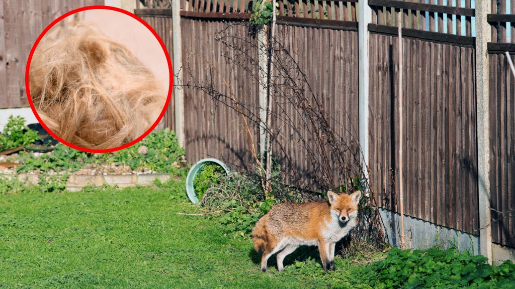 Jak odstraszyć lisa z ogrodu?