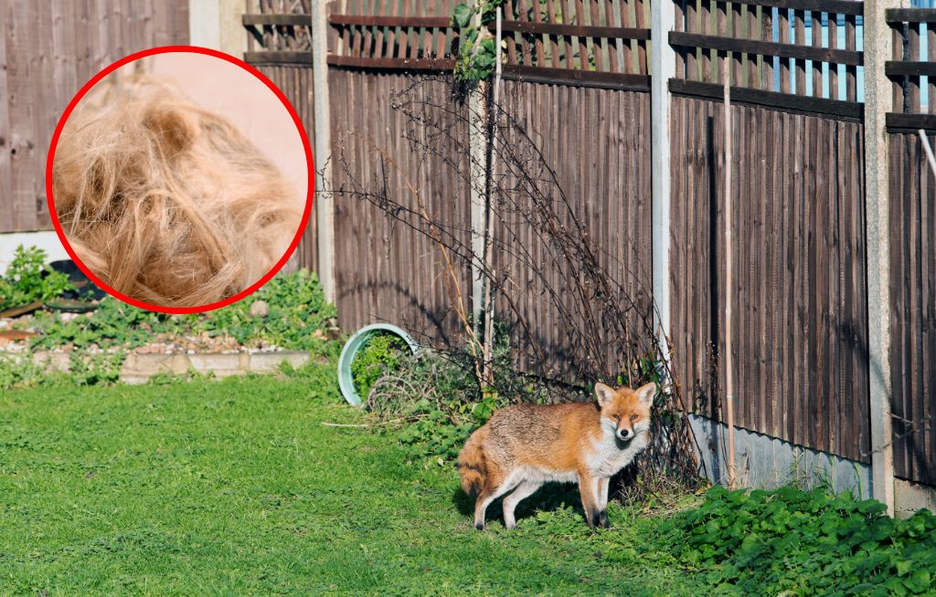 Rozłóż w ogrodzie. Lisy będą trzymać się z daleka