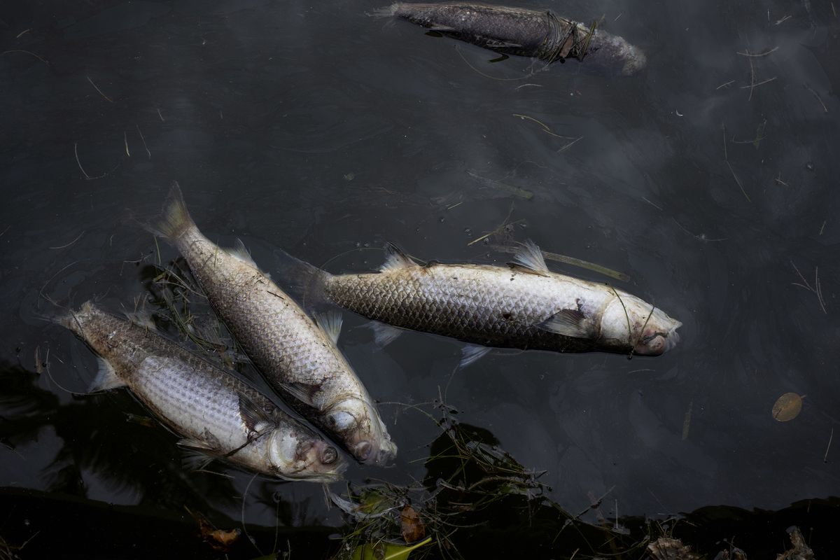 Odra została skażona, co potwierdzają zdjęcia czy filmy w Internecie ukazujące wiele śniętych ryb dryfujących po tafli wody w rzece. 