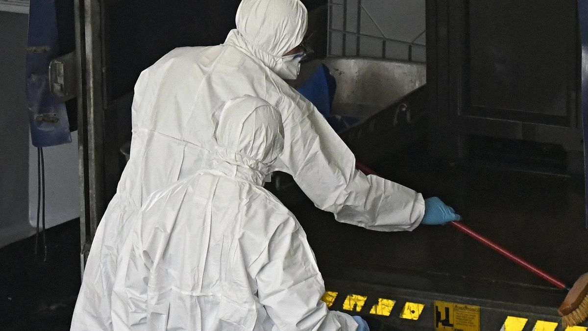 Świętokrzyskie odgrodzi się od sąsiadów. Chcą chronić się przed ASF