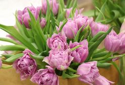 Dzień Kobiet, 8 marca. Najpiękniejsze życzenia dla pań. Pomysły na życzenia