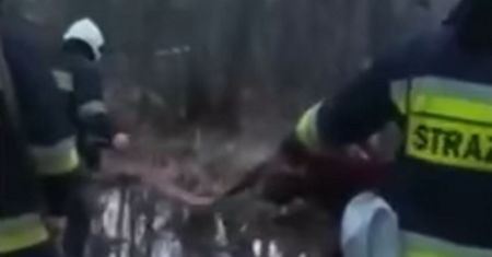 Horror na bagnach. Lasy Państwowe pokazały wideo