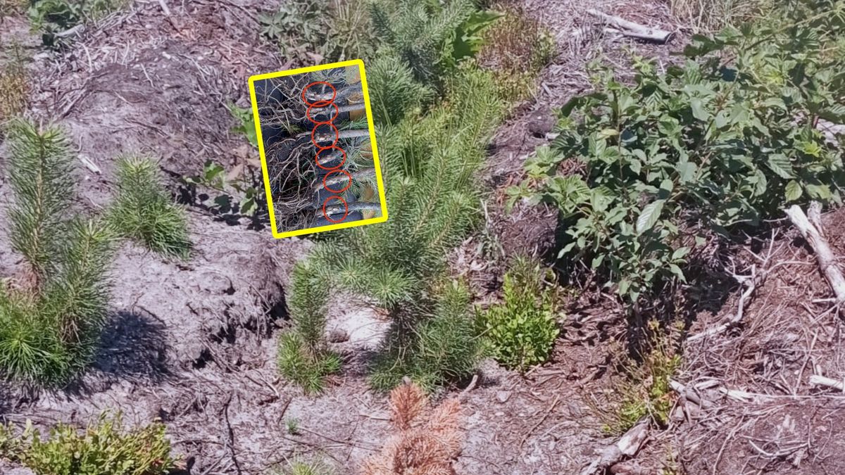 Alarmujący wpis Nadleśnictwa Dębica.