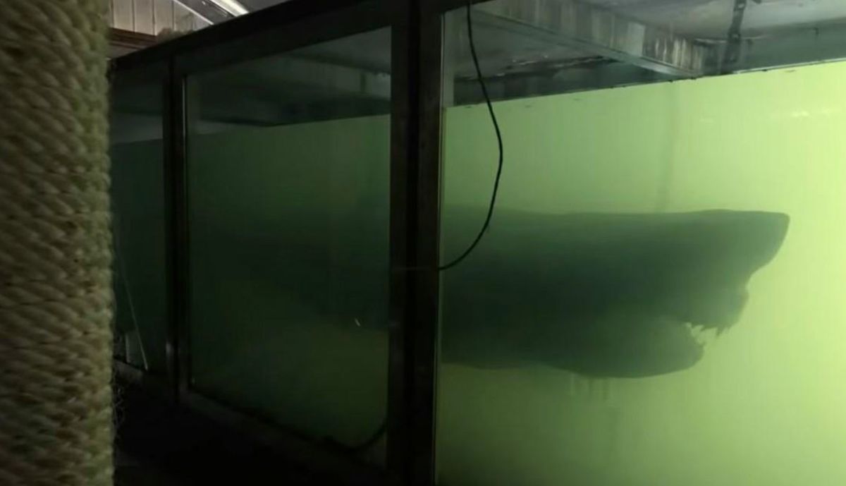 Martwy rekin w opuszczonym parku rozrywki. Internauci zbierają na "godny" pochówek