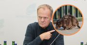 Nowy wróg Donalda Tuska. Na walce z nim "zarobią tylko myśliwi"