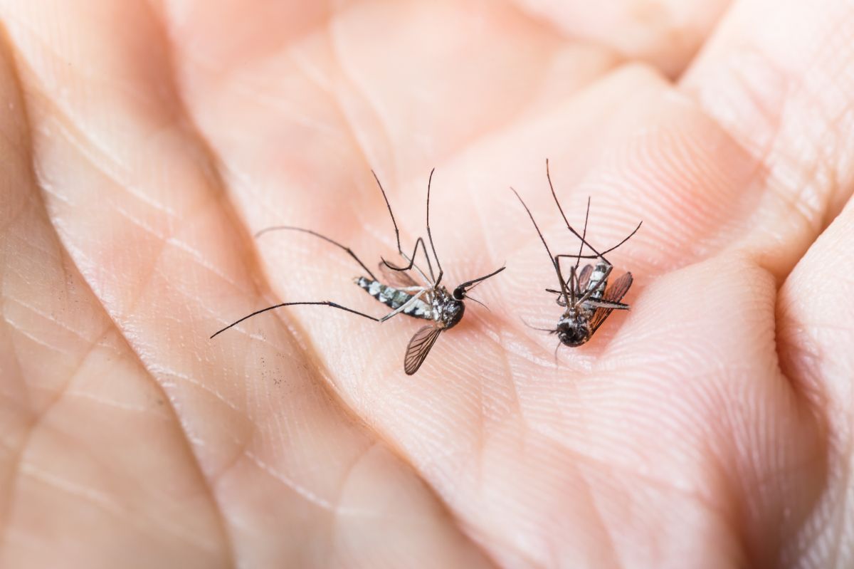 Jak pozbyć się komarów z domu?