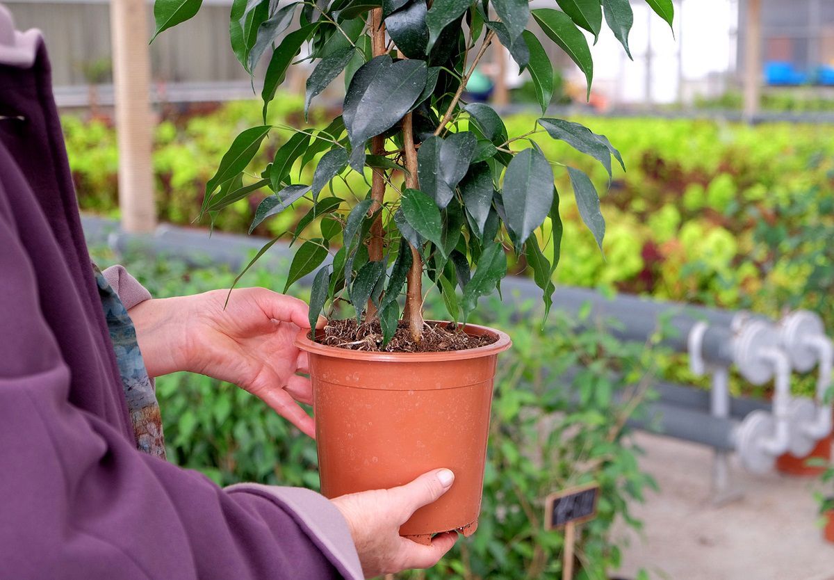 ficus benjamina