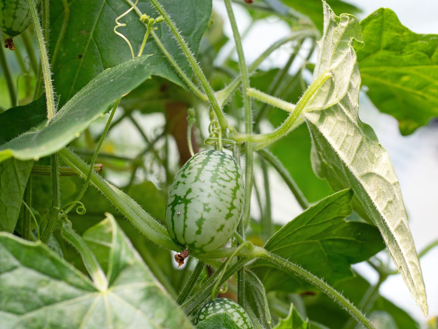 Ogórek meksykański (cucamelon, mysi melon)