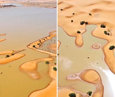 Rzadki widok na Saharze. Czegoś takiego nie było 50 lat
