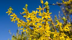 Forsycja pięknie kwitnie na wiosnę, ma też właściwości lecznicze. Warto pić napar regularnie